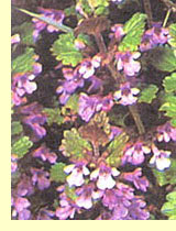 Будра плющевидная (Glechoma hederacea L.) Будра плющевидная (Glechoma hederacea L.)